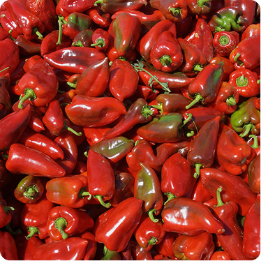paprika